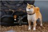 1/6 Mr.Z animal model Japanese Shiba Inu MRZ027 001 