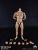 COOMODEL 1/6 Sixth Scale Standard Muscle Arm Body BD009