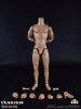 COOMODEL 1/6 Sixth Scale Standard Muscle Arm Body BD010