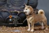 1/6 Mr.Z animal model Japanese Shiba Inu MRZ027 002