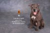 Mr.Z 1/6 American Staffordshire Terrier Dog Figure MRZ029AST B001