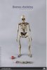 COOMODEL 1/6 The Human Skeleton Diecast Alloy BS011