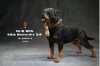1/6 Scale Mr. Z Animal Model Rottweiler MRZ055A
