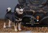 1/6 Mr.Z animal model Japanese Shiba Inu MRZ027 003