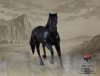 1/6 Scale Black Horse for 12 inch Figures by 303 Toys