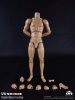 COOMODEL 1/6 Sixth Scale Standard Muscle Arm Body BD008