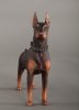 1/6 Scale Animal Series Doberman Pinscher Black Collar by DiD US