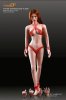 1/6 Scale Medium Breast Female Seamless Pale Body Phicen PLMB2012-01 