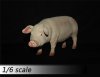  ZY Toys 1/6 Sixth Scale Pig Pink Model A ZY-PG-A