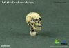 COO Model 1/6 Scale Simulation Skull (Eye Movement) Beige & Copper