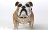 1/6 Scale Animal Series British Bulldog (Version A) by DiD US