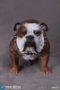 1/6 Scale Animal Series British Bulldog (Version C) AS002C by DiD US