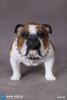 1/6 Scale Animal Series British Bulldog (Version B) AS002B by DiD US