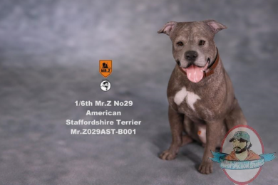 Mr.Z 1/6 American Staffordshire Terrier Dog Figure MRZ029AST B001