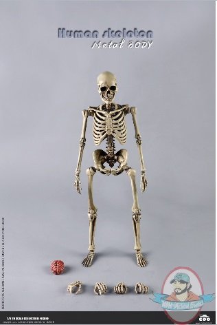 COOMODEL 1/6 The Human Skeleton Diecast Alloy BS011