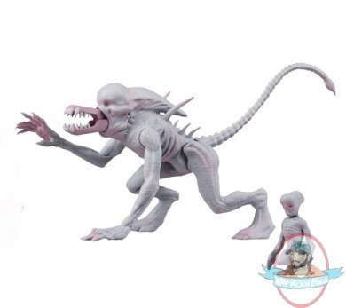 Alien & Predator Classics Neomorph Alien 6 inch Figure Neca Alien & Predator Classics Neomorph Alien 6 inch Figure Neca