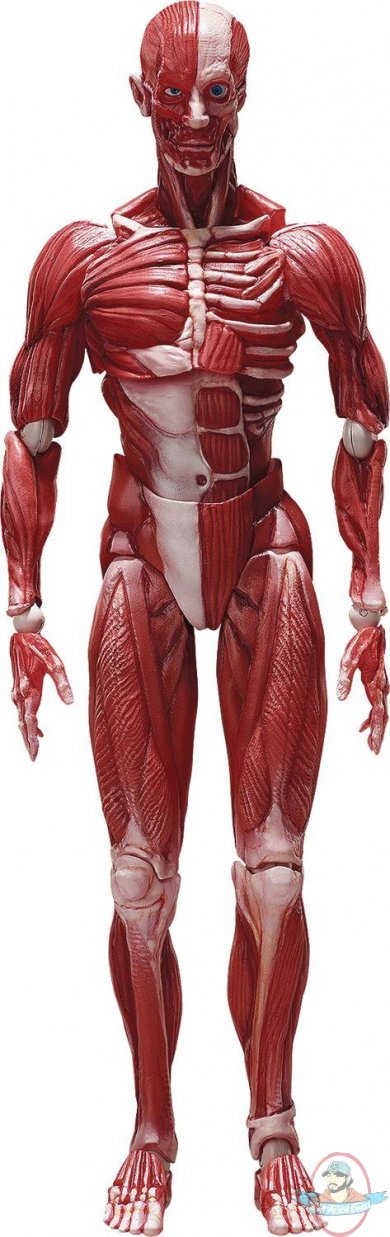 Human Anatomical Model Figma Freeing Human Anatomical Model Figma Freeing