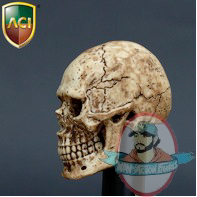 skull_aci1.png